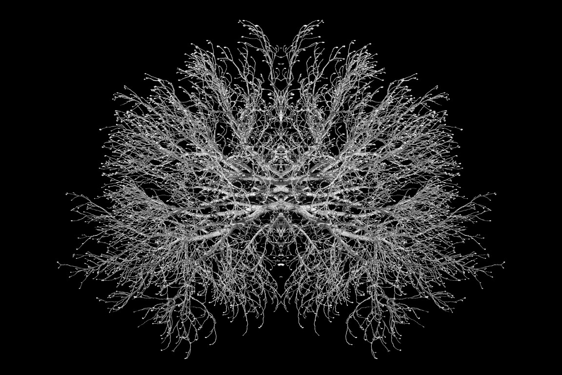 La Reine des Abeilles André Hemelrijk 2020